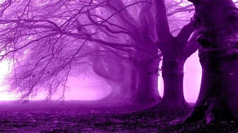 Purple Anime Forest Wallpapers - Wallpaper Cave