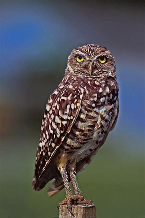 File:Burrowing Owl.jpg - Wikimedia Commons