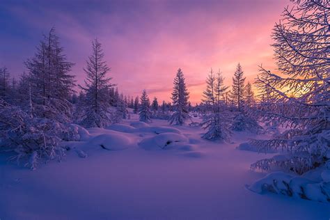 1920x1280 winter forest download wallpapers for pc | Winter landscape ...