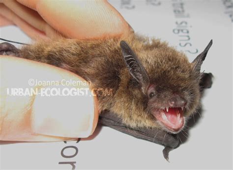 Little brown bat (Myotis lucifugus) - The Urban Ecologist