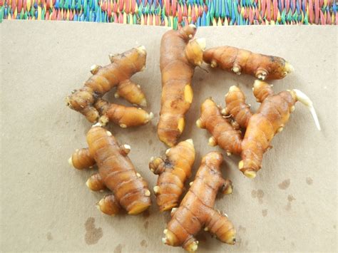 5 Turmeric Curcuma Longa Rhizomes Edible Organic Live Plant - Etsy