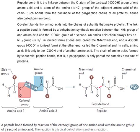 Explain peptide bond formation and types of protein.