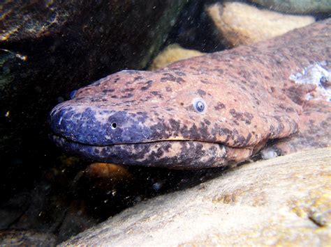 The 6-Foot Chinese Giant Salamander Is in Serious Trouble | WIRED