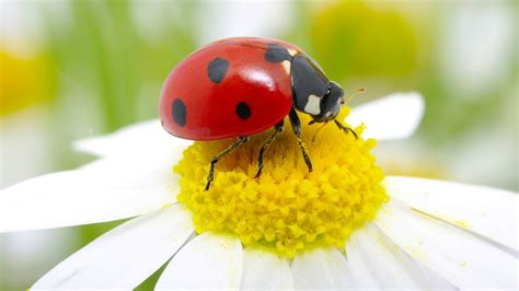 Ladybug facts and photos