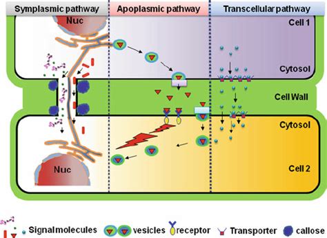 1 Schematic representation for the cell-to-cell signaling pathways in ...