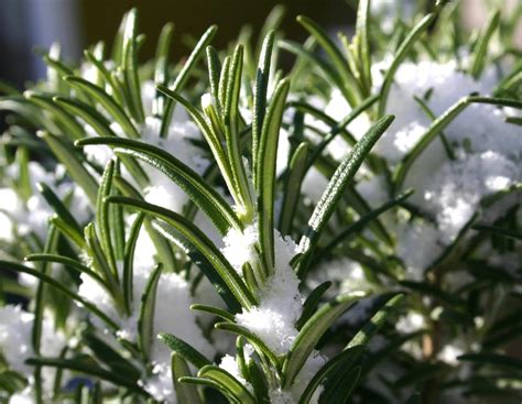 Protecting Rosemary Plants In The Winter: Can Rosemary Survive Outside ...