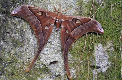 The 10 Largest Moths in the World - AZ Animals