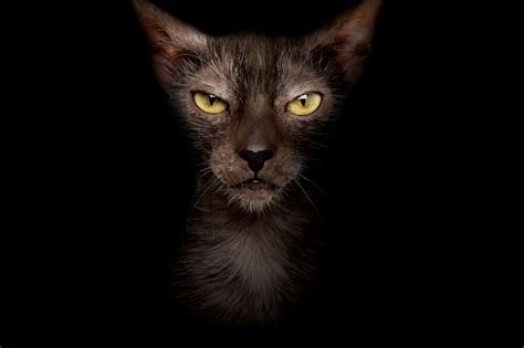 Lykoi Cat Breed Profile | Litter-Robot