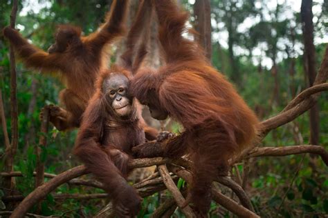 Saving the Orangutan and Its Last Habitats - Save the Orangutan