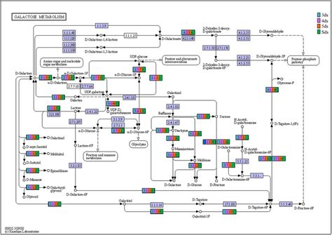 Enzymes involved in galactose metabolism.... | Download Scientific Diagram