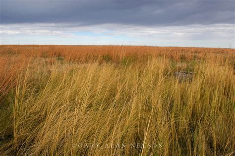 Prairie Grass | Minnesota | Gary Alan Nelson Photography