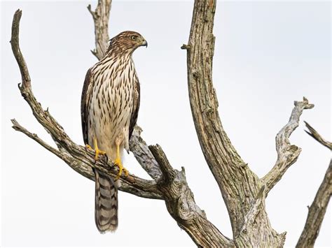 Juvenile Cooper's Hawks (Identification Guide with… | Birdfact