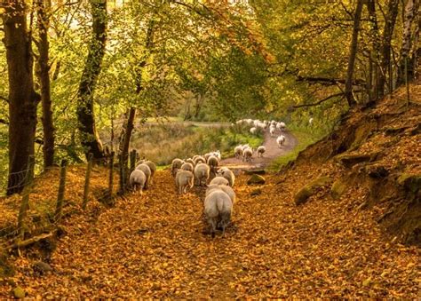 Autumn Sheep | Farm animals, Animals, Autumn