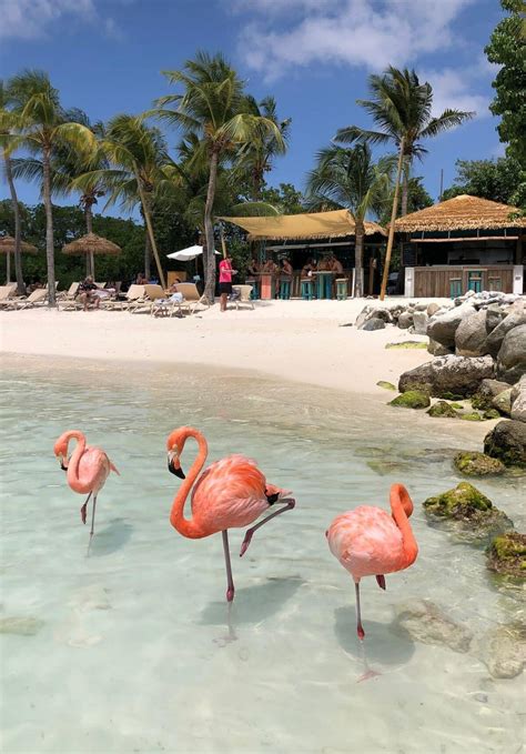 Where to Find Flamingos in Aruba | Houstonia Magazine