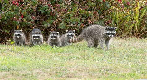 Raccoon Family Tree