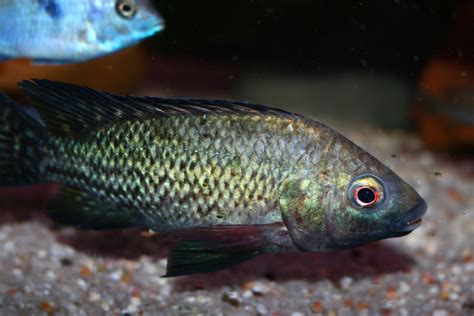 Tonis-africancichlids - Oreochromis Niloticus Niloticus