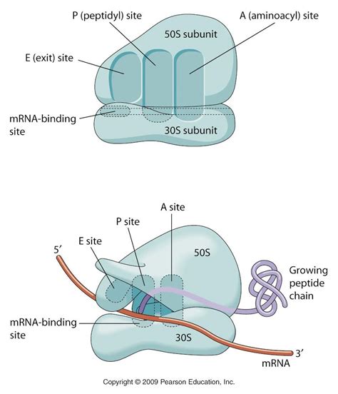 Ribosome: primary site of protein synthesis | Cells | Pinterest