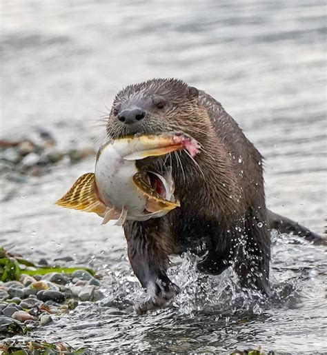 Webinar: Pacific NW River Otter: Habitat, Ecology, and Health (7/26/21) - Elakha Alliance