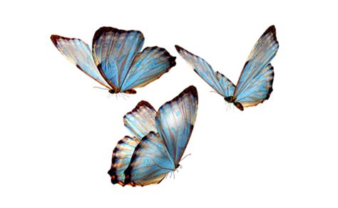 Download High Quality transparent background butterfly Transparent PNG Images - Art Prim clip ...