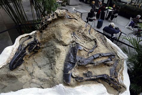 'Dueling dinosaurs' fossils donated to North Carolina museum | AP News