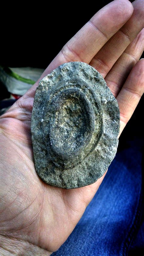 Chiton Fossil? - Fossil ID - The Fossil Forum