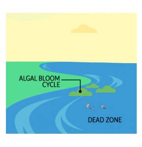 How Does Eutrophication Work? Causes, Process and Examples - Earth How