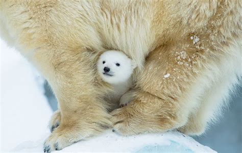 Cute Baby Polar Bears Celebrate International Polar Bear Day | Lipstick Alley