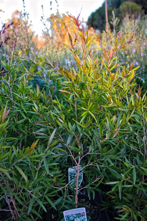 Leptospermum 'Lemon Scented Tea Tree' — Rockbank Nursery