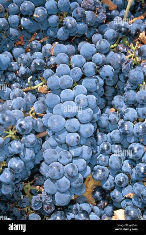 Cabernet Sauvignon Wine Grapes Stock Photo - Alamy