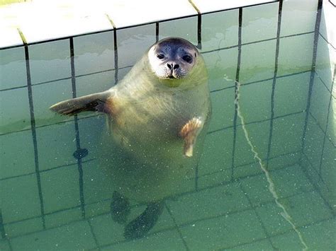 Dancing seal (5 pics) - Izismile.com