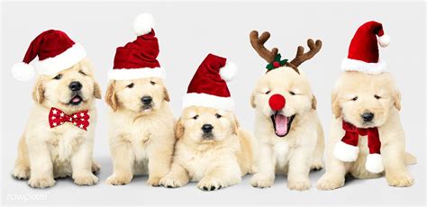 Golden Retriever Christmas Wallpaper With Dogs - Pets Lovers