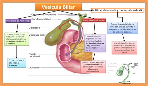 BLOG DE FISIOLOGÍA MEDICA UAS BRIANDA LÓPEZ 4-7: Hígado y Vesícula Biliar