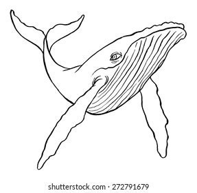 Humpback Whale Drawing Photos and Images | Shutterstock