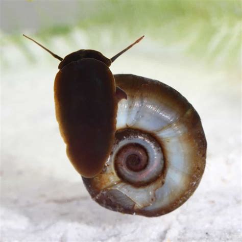 Ramshorn Snail (Planorbidae Family) Care Sheet - Aquariadise