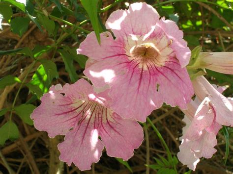 Podranea ricasoliana (Pink Trumpet Vine1) - Richard Lyons Nursery, Inc.