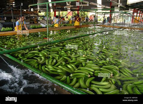 Workers process freshly harvested bananas at a Dole banana plantation northeastern Costa Rica ...