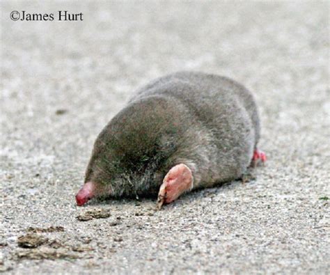 Eastern Mole | Tennessee Wildlife Resources Agency