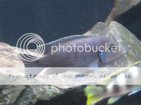 Mystery Mbuna | Cichlid Fish Forum