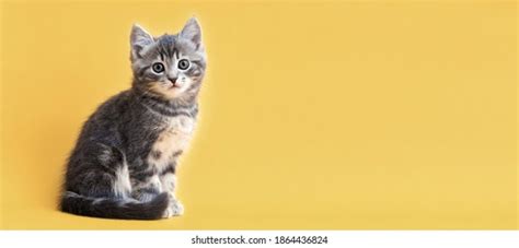 Small Tabby Kitten On Yellow Background Stock Photo 1869042010 | Shutterstock