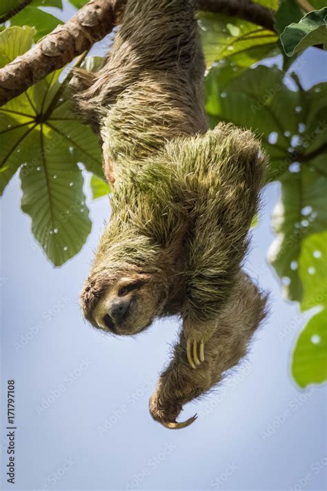 wild three toed sloth hanging upside down from a tree with smiling face Stock Photo | Adobe Stock