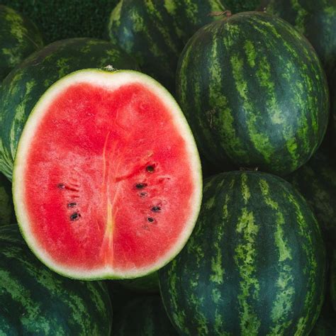 Florida Giant Watermelon Seeds | Everwilde Farms