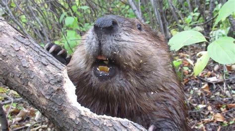 Beaver Eating Tree