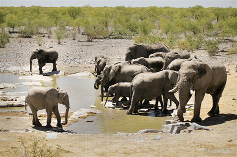 Image: Elephant herd | Stock photo by JF Maion