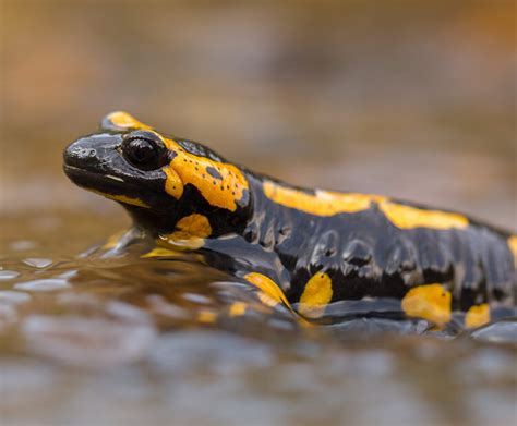 Fire salamander | San Diego Zoo Wildlife Explorers