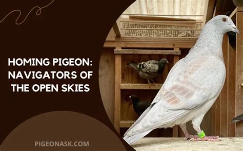 Homing Pigeon: History And Breed Guide - Pigeon Ask