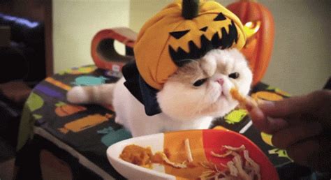 squish face cat halloween gif | WiffleGif