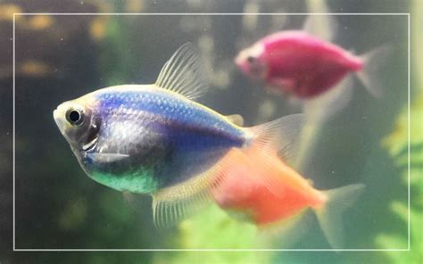 How to Breed Glofish? The Ultimate Guide