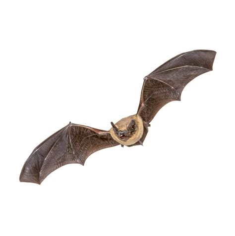 Myotis Lucifugus In Flight