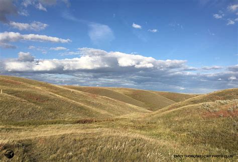 Grassland Biome Climate