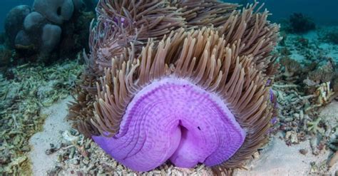 10 Fascinating Facts About Sea Anemones - A-Z Animals